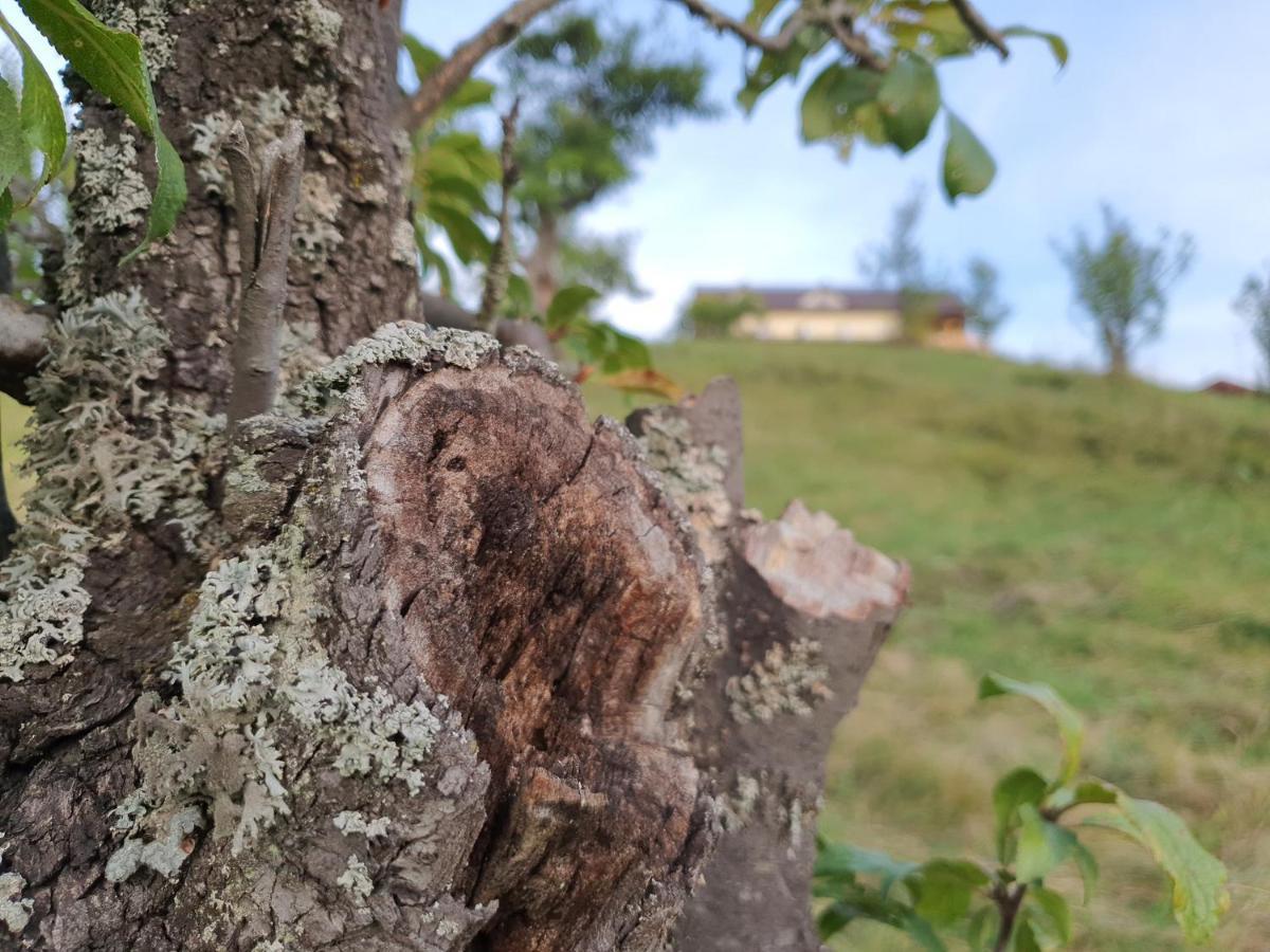 Motel Prislop Haţeg エクステリア 写真